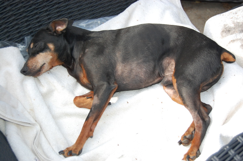 Détresse pour papy pinscher  de 10 ans .(62) - Page 2 Tnzpn10