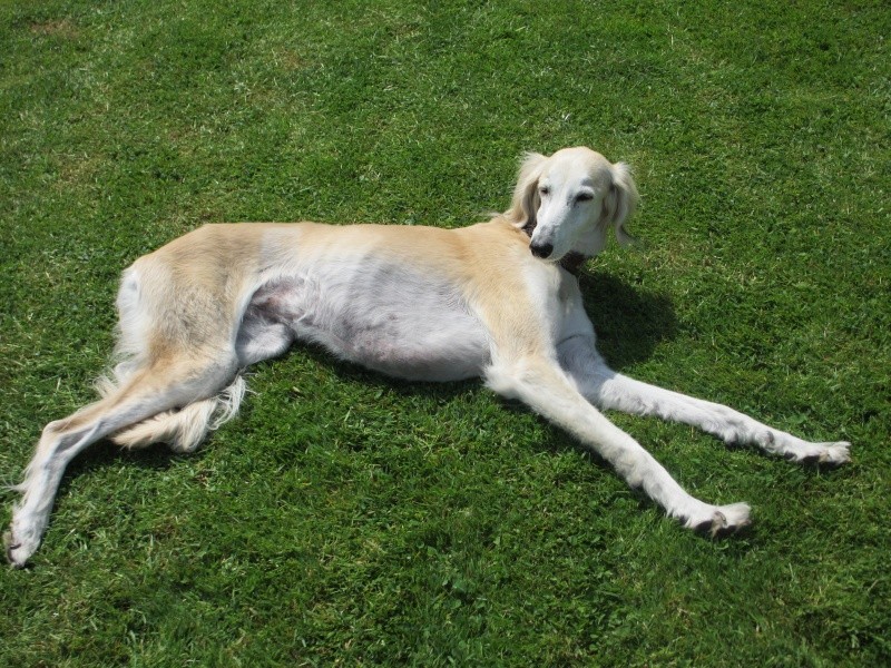 Valentine, saluki de 11 ans  Adoptée  - Page 2 Img_0711