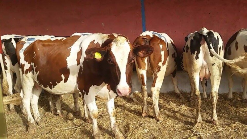 Arrivage de 30 Génisses Pleines Holstein dans deux Jour chez Hatta 10622010