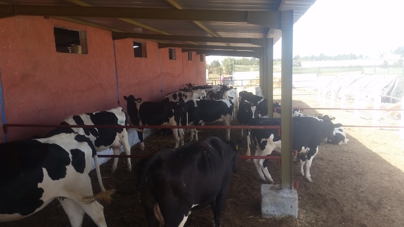 Arrivage de 30 Génisses Pleines Holstein dans deux Jour chez Hatta 20140811