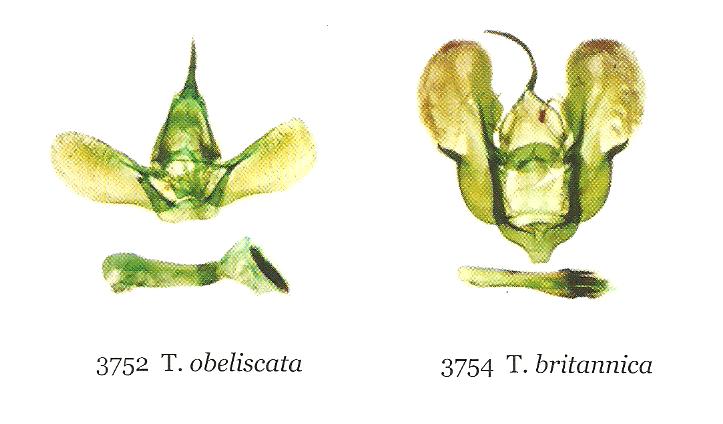 Thera incognita 00110