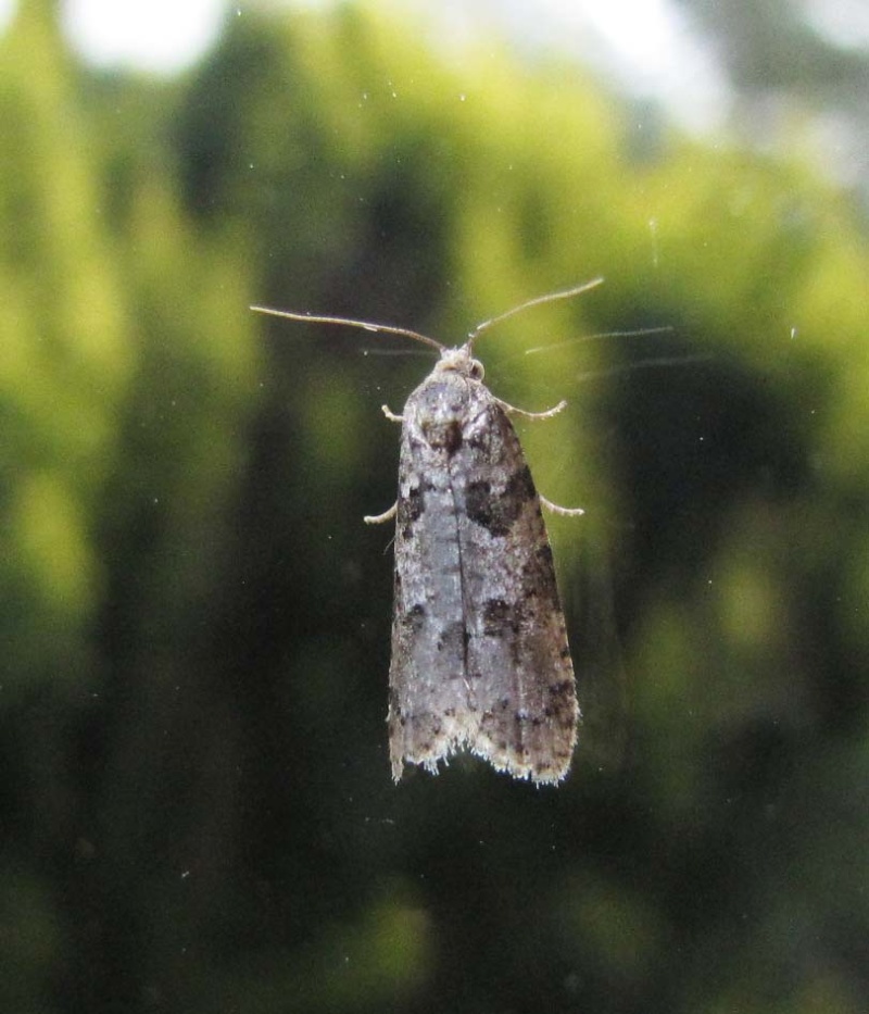 Une flopée de micros : Cnephasia sp, Elegia similella, Eudonia mercurella, Endotricha flammealis, Pachycnemia hippocastanaria, Phycita roborella Eania_10