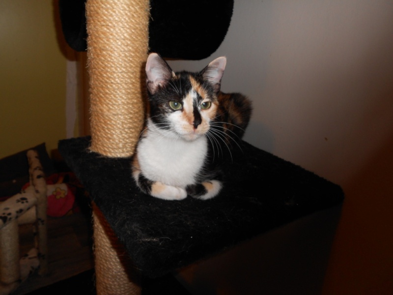OTERO, chatonne tricolore, née en avril 2014 Otero_13