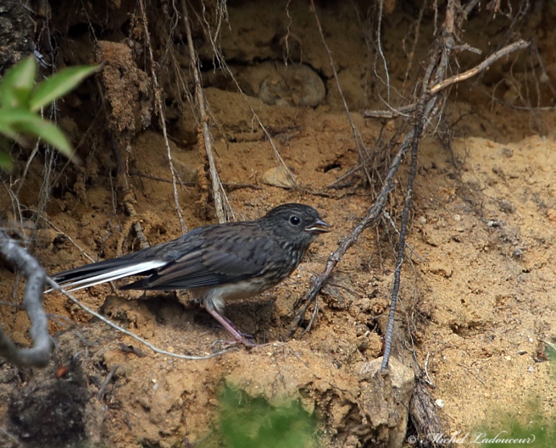 Junco Ardoisé (jeune) W311