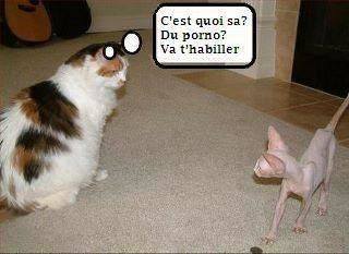 humour en images II - Page 11 Chat11