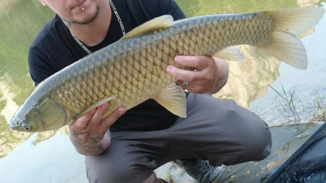 Un peut de pêche Carnassier et belle Carpe :) 10338710