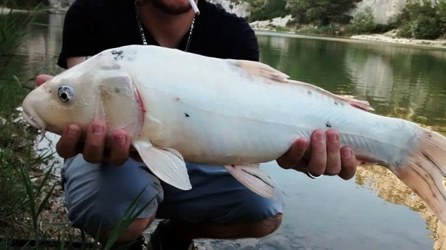 Un peut de pêche Carnassier et belle Carpe :) 10553411