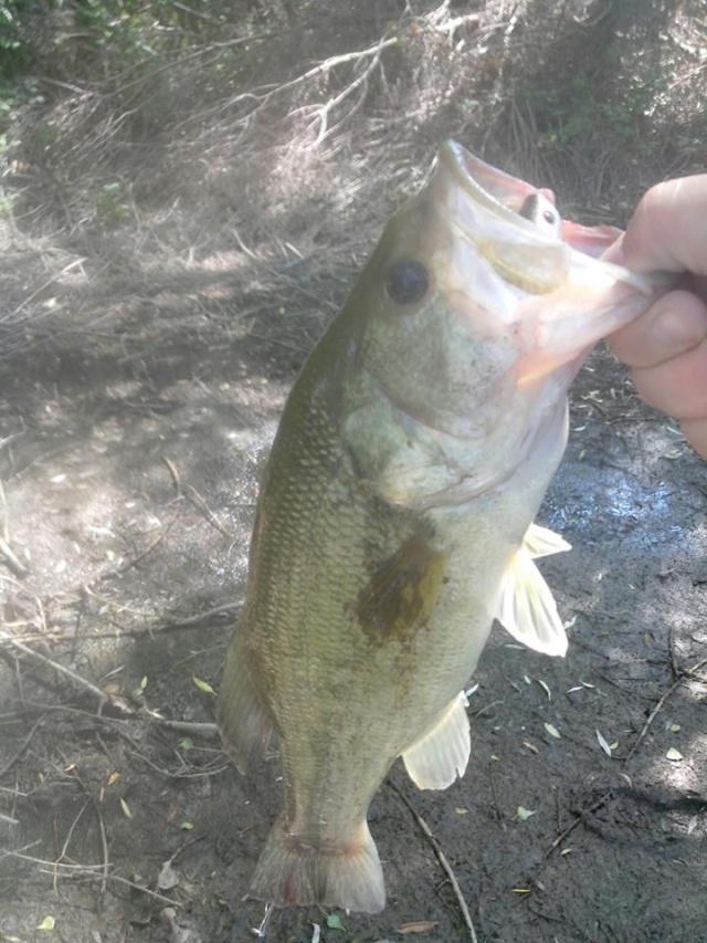 Un peut de pêche Carnassier et belle Carpe :) 29550710