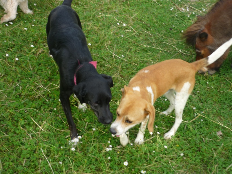 SHERLOCK Jeune mâle beagle du 44 - en FA pr asso Galia  Sherlo11