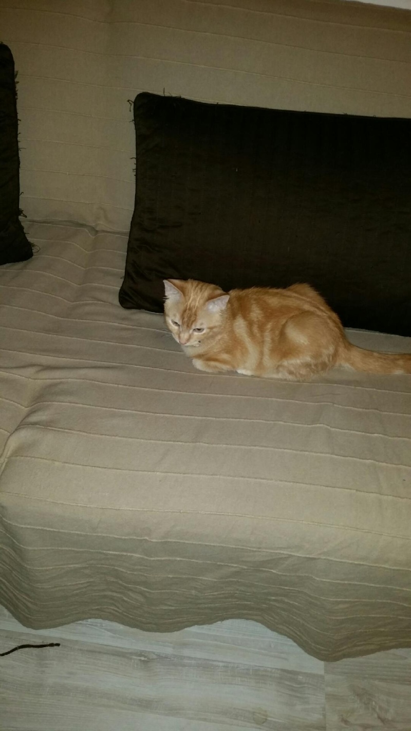Jumpy (ex Garin ), chaton roux, né vers mi-juillet 2014 Attach10