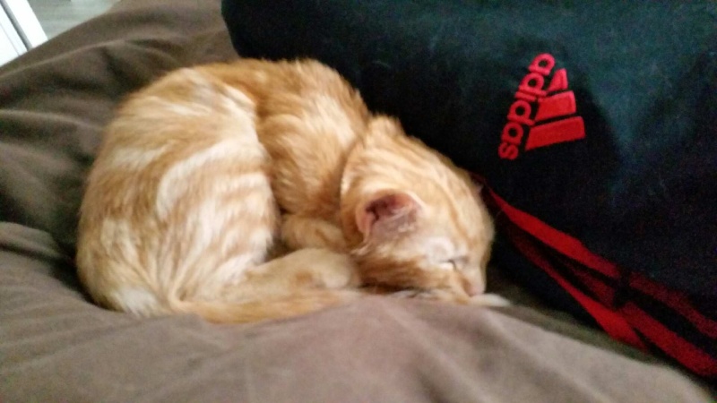 Jumpy (ex Garin ), chaton roux, né vers mi-juillet 2014 Attach12