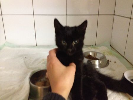Chaton renversé par une voiture et gravement blessé Cresus11