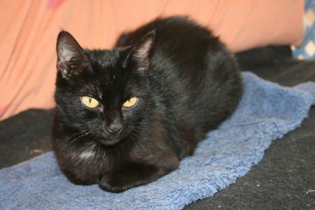 Mère-Grand, gentille chatte noire, née vers 2009 Mere_g10