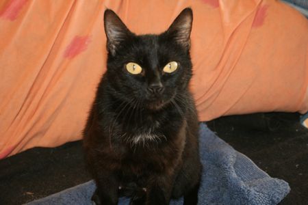 Mère-Grand, gentille chatte noire, née vers 2009 Mere_g11