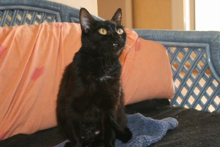 Mère-Grand, gentille chatte noire, née vers 2009 Mere_g12