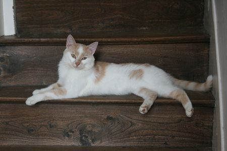 Taïwin, né en 2012, très gentil chat blanc et crème (adopté) Taiwin14