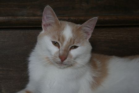 Taïwin, né en 2012, très gentil chat blanc et crème (adopté) Taiwin15