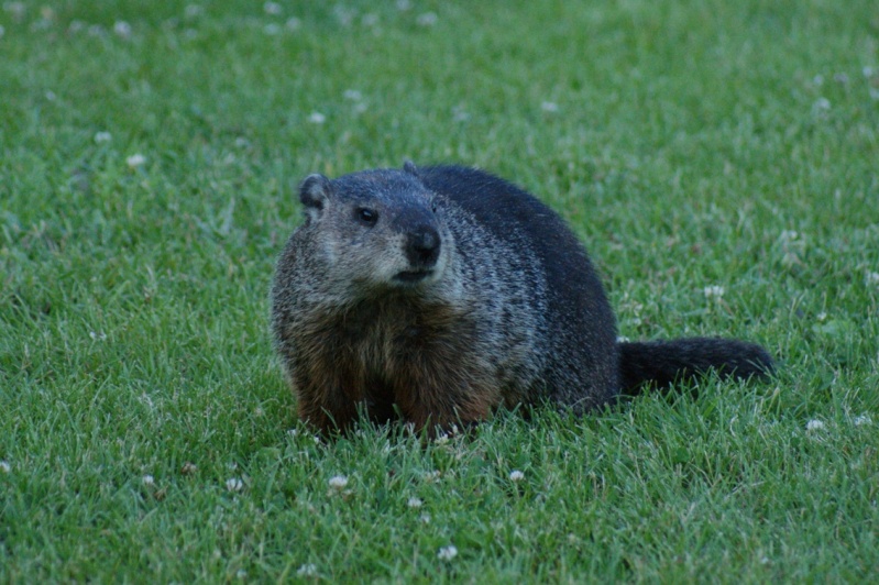 Marmotte du Parc Longue20