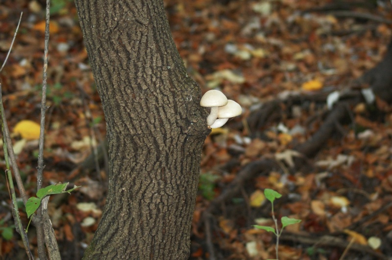 Champignons... Parc_d49