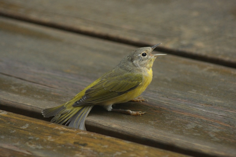 Paruline à tête cendrée? Rawdon11