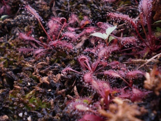 Drosera "All Red" Photo725