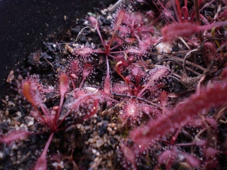 Drosera "All Red" Photo726