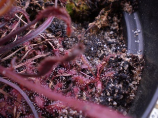 Drosera "All Red" Photo727