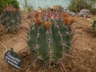Serre aux cactus de Roscoff - Page 3 Photo985