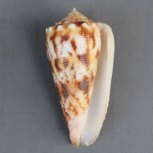 Conus (Phasmoconus) moluccensis   Küster, 1838 4195-111