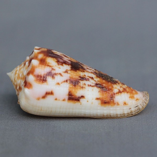 Conus (Phasmoconus) moluccensis   Küster, 1838 4195-112