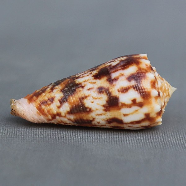 Conus (Phasmoconus) moluccensis   Küster, 1838 4195-113