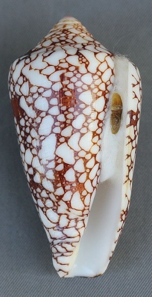 Conus (Darioconus) pennaceus Born, 1778 - Page 2 4290-112