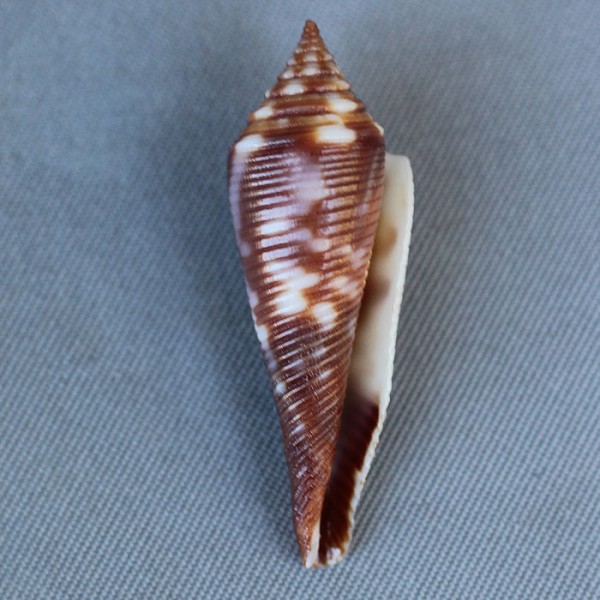 Conasprella (Fusiconus) hopwoodi (Tomlin, 1937) 5709-211