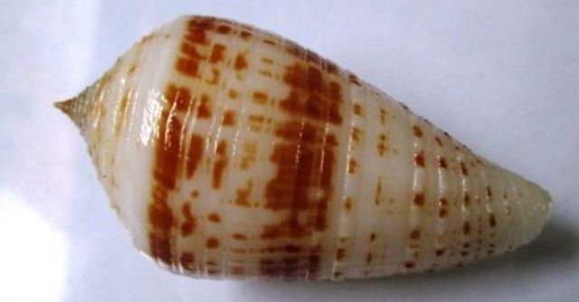Conus (Asprella) rolani (Röckel, 1986) _121_310