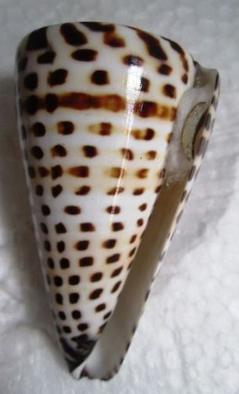 Conidae Conus (Elisaconus) litteratus  Linnaeus, 1758 _12510