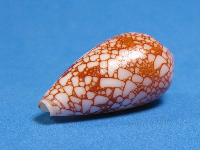 Conus (Darioconus) leviteni (Tucker, Tenorio & Chaney, 2011) _31_310