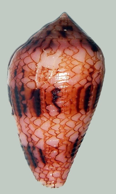 Conus (Cylinder) retifer Menke, 1829 - Page 2 _571_119