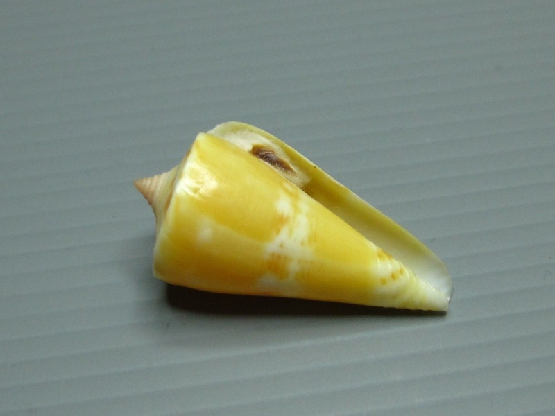 Conus (Splinoconus) voluminalis Reeve, 1843 _572_410