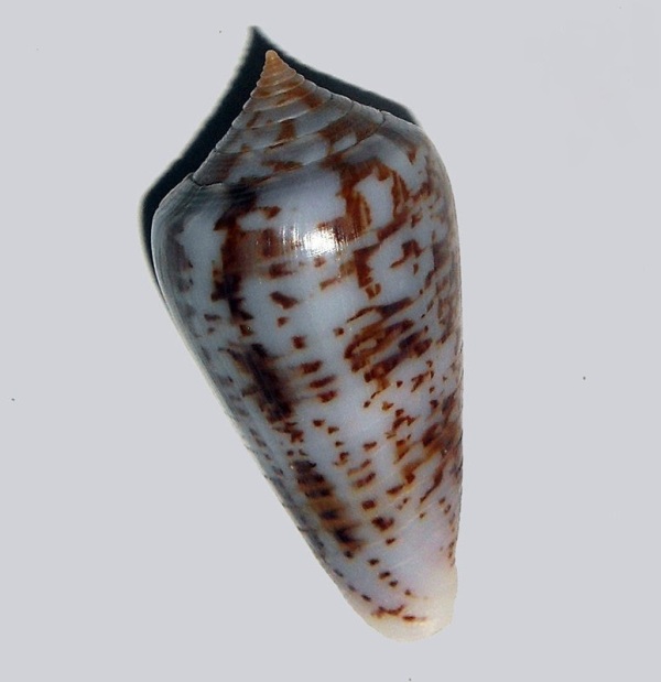 Conus (Asprella) iodostoma (Reeve, 1843) _572_714
