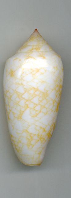 Conus (Cylinder) textile de Madagascar = variation JAUNE _573_311