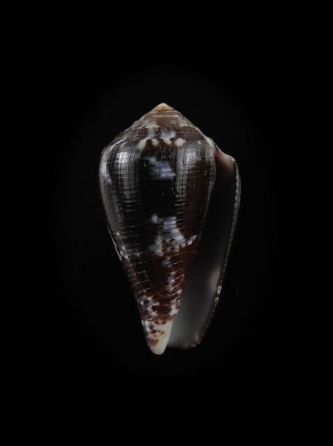 Conus (Pionoconus) catus fuscoolivaceus  Dautzenberg, 1937 Catus_11