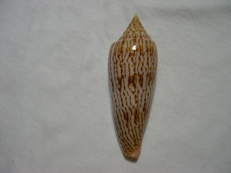 Conus (Phasmoconus) ranonganus   da Motta, 1979 Kgrhqi10