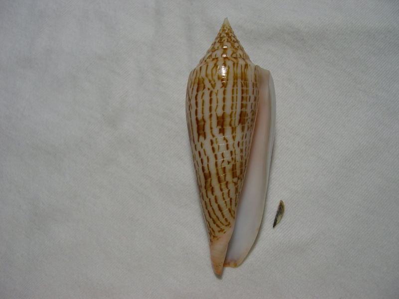 Conus (Phasmoconus) ranonganus   da Motta, 1979 Kgrhqy10