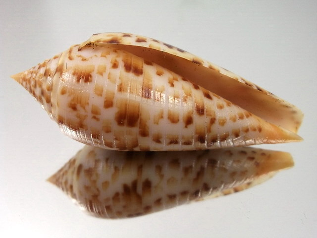 Conus (Phasmoconus) pretiosus  G. Nevill & H. Nevill, 1874 Kgrhqz10
