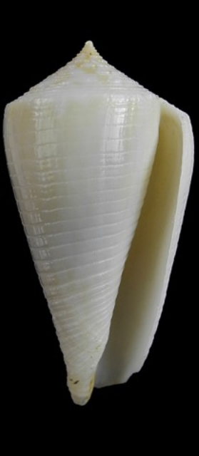 Conus (Eremiconus) limpusi   Röckel & Korn, 1990 Limpus11