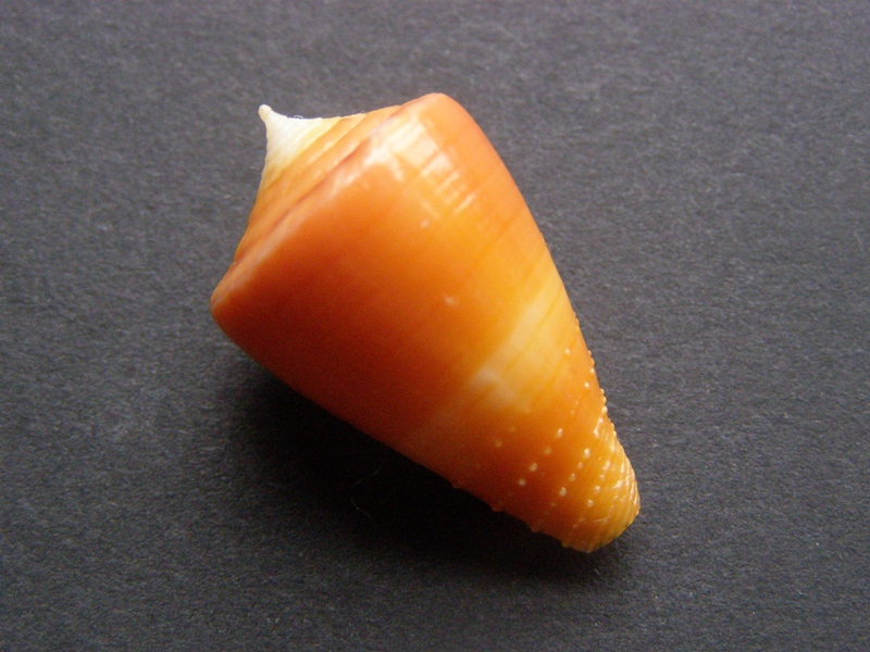 Conus (Rhizoconus) rawaiensis   da Motta, 1978 P4058812