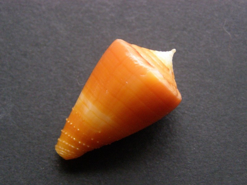 Conus (Rhizoconus) rawaiensis   da Motta, 1978 P4058813
