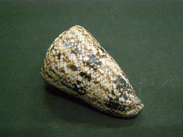 Conus (Conus) araneosus  [Lightfoot, 1786]  P7080610