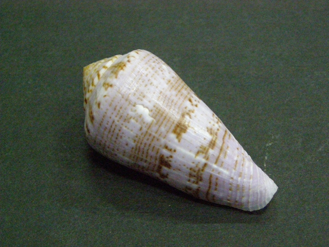 Conus (Afonsoconus) kinoshitai f.calliginosus  (Shikama, 1979) P7080615