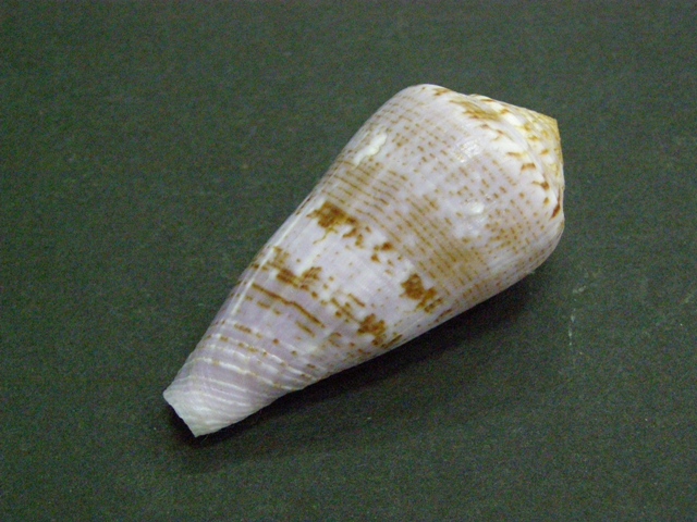 Conus (Afonsoconus) kinoshitai f.calliginosus  (Shikama, 1979) P7080616